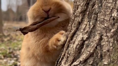 Cute bunny eating