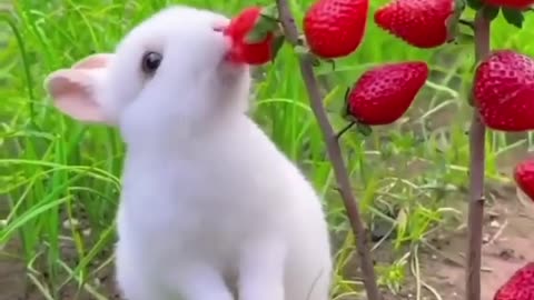 Very beautiful video rabbit