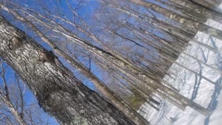 DIY Tapping Maple trees for maple syrup