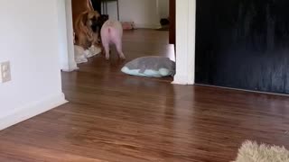 Mastiffs play with their piggy best friend