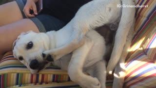 Dog sitting upside down and biting on his toes