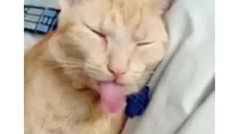 Cuts funny cats sleep video