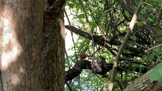 Cardinal hiding in trees pecking at his food