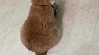 Clever Cat Demands for Food Bowl Is Refill