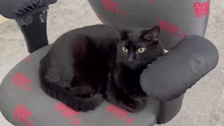 Adopting a Cat from a Shelter Vlog - Cute Precious Piper is a Serious Office Manager