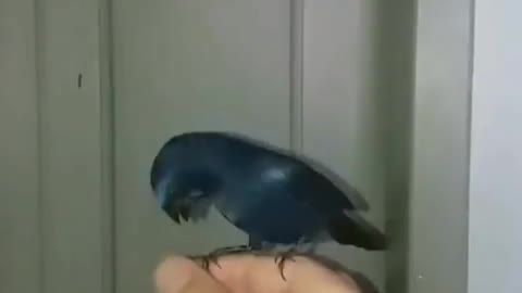 Bluebird singing on the finger!♾️