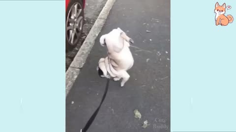 Most funny video of a dog