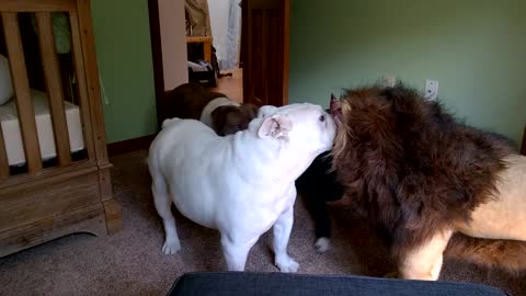 Brave English bulldog Sir Wellington fights lion Super funny