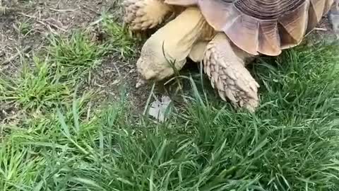 turtle playing on the road