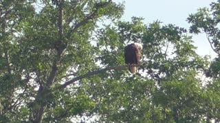 60 Toussaint Wildlife - Oak Harbor Ohio - Determined Eagle Stands Firm With Jesus