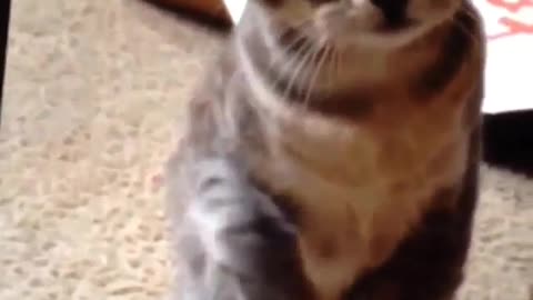 Funny and Cute Cat Videos #260