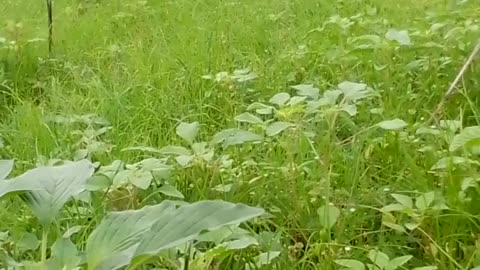 During the rainy days, the animals graze amidst the greenery.