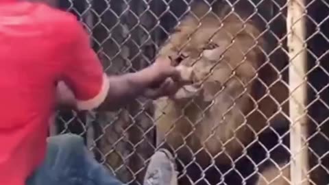 Lion attack man