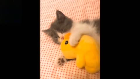 Try not to laugh. Cute and funny animals