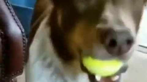 Cute And Funny Dog Playing Small Ball | Smart Puppy | Pet