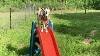 Goat slides!