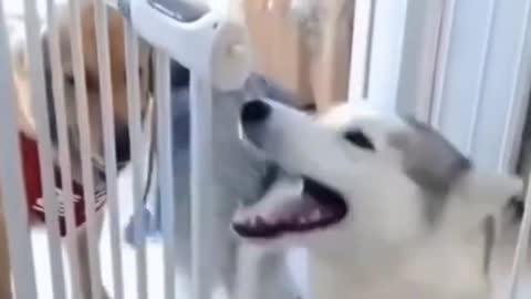 🤣 Funny dog videos try not to Laugh clean 🤣