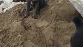 Cane corso and corso puppy rips into the sand pile