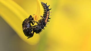 Harlequin Larvae attacking a Pupae