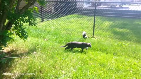 Baby Skunks rescued