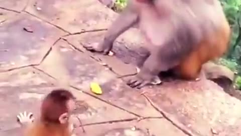 monkey comedy