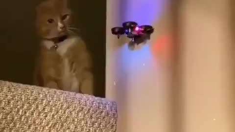 Angry Cat slaps the drone