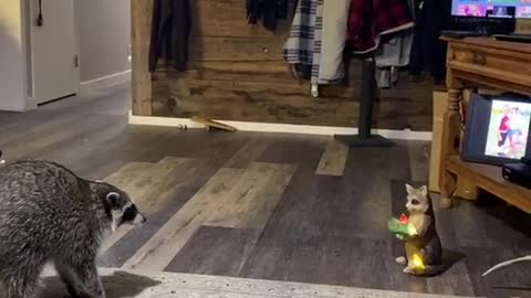 Pet Raccoon Stands Up to Statue