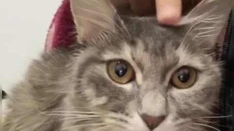 Cute cats video compilation 140
