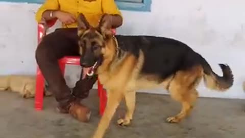 German shepherd|german shepherd training|Gsd love|#short#dog