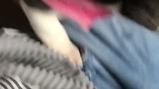 French bulldog puppy pink harness falls on back