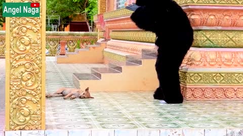 Best New Prank Fake Gorilla prank Dogs Make Funny Feeling Dogs Super Funny