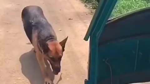 Smart dog rescue owner 😍