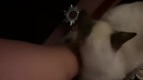 Cat video amazing Clips