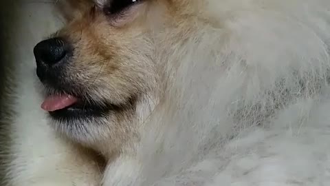 sleeping&snoring puppy(Pomeranian)