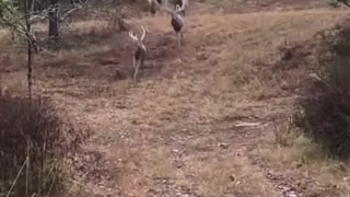 Deer wild deer