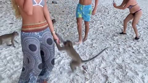 Monkey Attack Beach Girls