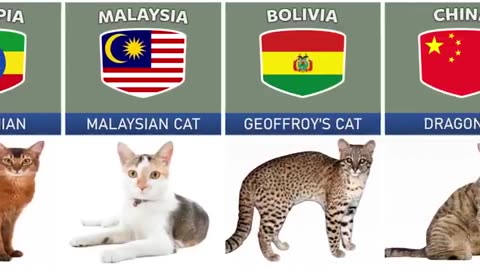 Cat breeds Different countries