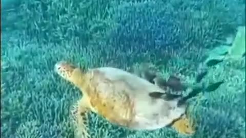 The little fish asked the turtle for food