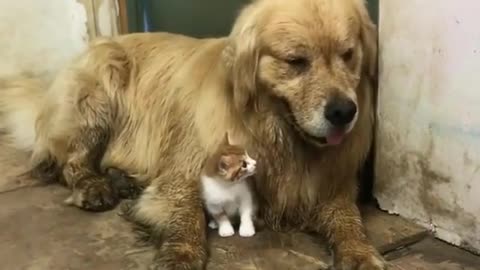 Cat cub and big dog