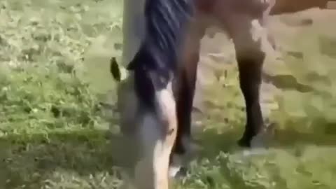 horse vs armadillo