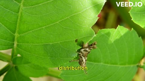 Exploring World of Grasshoppers: Facts, Behaviors, and Amazing Adaptations in 150 Seconds! Locusts