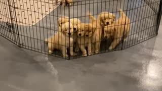 Golden puppy explosion!