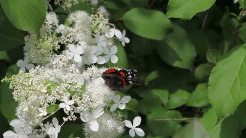 Beautiful butterflies on white flowers