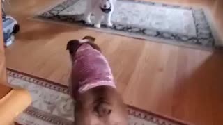 Bulldog plays with puppy Goldendoodle