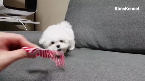 Play time Puppy teacup bichon fries - Teacup puppies KimsKennelUS