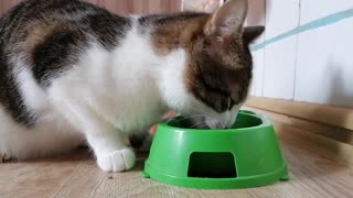 Cat eat food