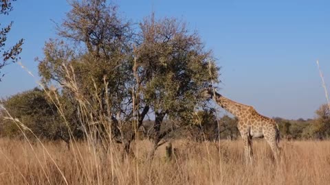 The Giraffe: The Tallest Animal in the World