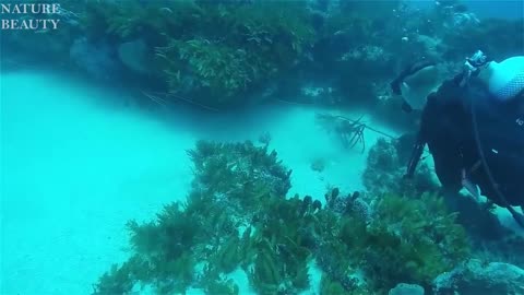 Catching amazing Giant Lobsters Underwater - Big Octopus Hunting Skills in the sea - Catching fish