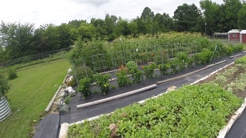 Lazy gardener using landscape fabric