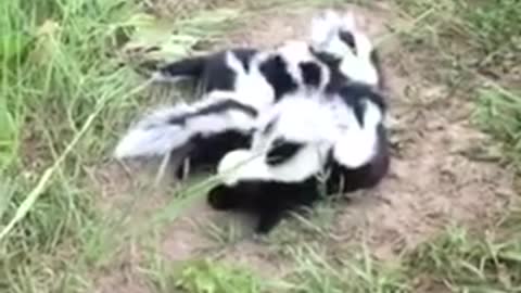 Found Six Shivering Skunk Babies